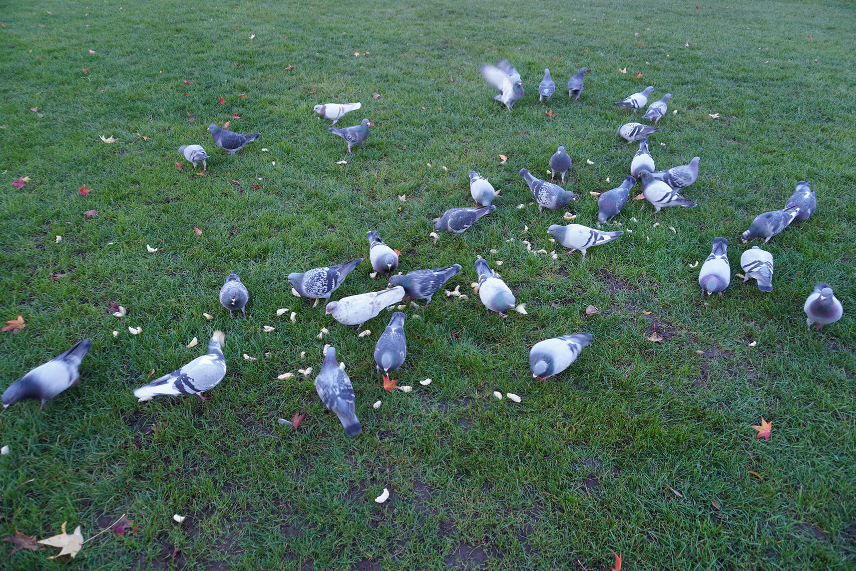 DSC00365.jpg